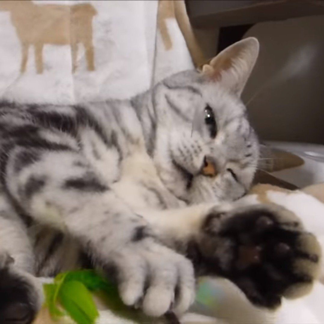 夢中で遊ぶあめちゃん