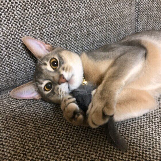 ぬいぐるみで遊ぶアビシニアン