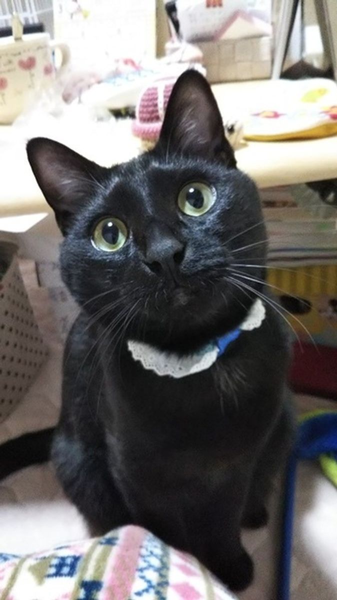 全種画像付き 洋猫と和猫 その特徴や性格の違いについて解説 ねこのきもちweb Magazine 全種画像付き 洋猫と和猫 その特徴や性格の違いについて解説 ねこのきもちweb Magazine