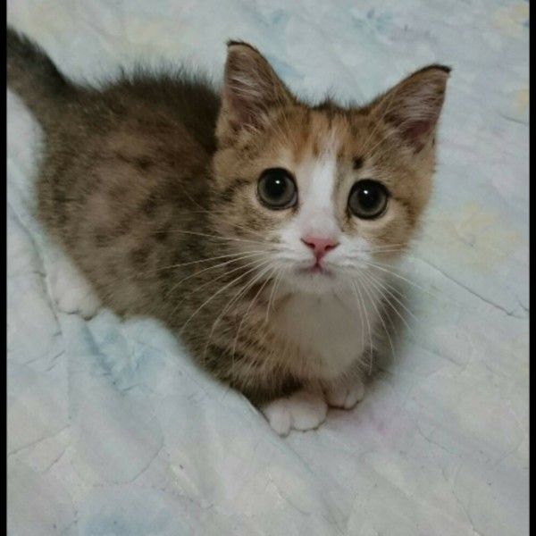 猫風邪の重症化は命の危険も！知っておきたい猫風邪あれこれ｜ねこのき 