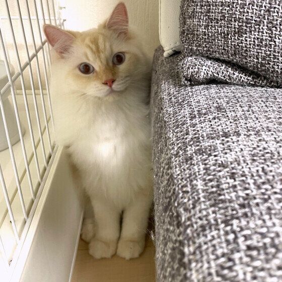 座るアルくん（サイベリアン）