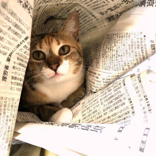 新聞紙と猫