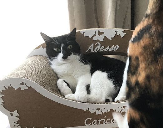 リュックとソラの恋愛事情