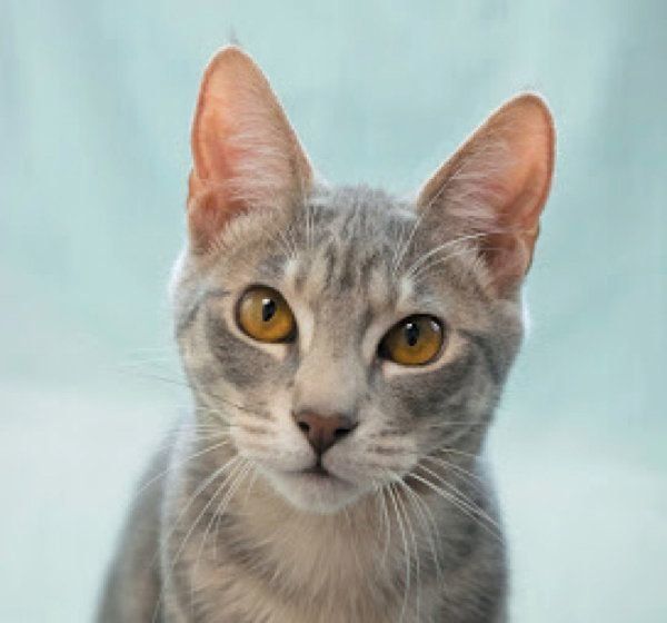 耳でわかる猫の気持ち