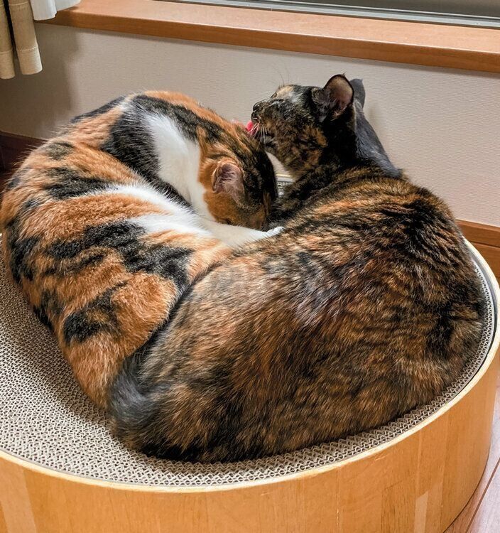 爪とぎベッドにくっついて入る2匹の猫