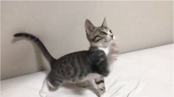 首ガクガクニャンコ