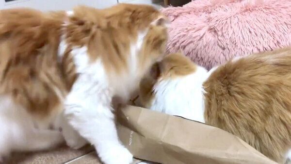 むぎさんのお叱りを受けるちのさん