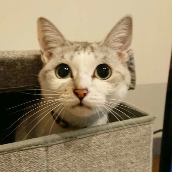 ひょっこりする三毛猫