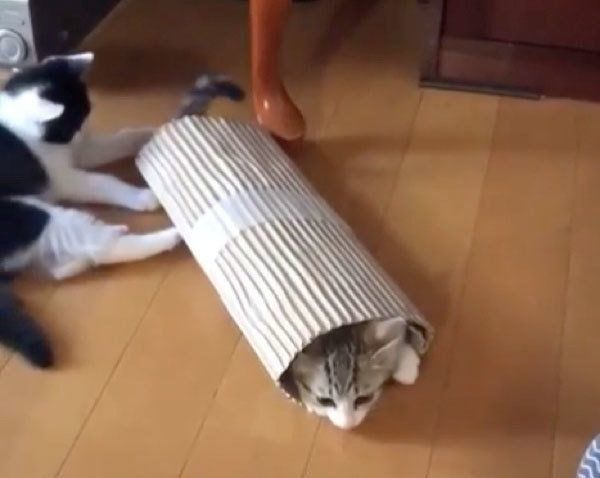 筒に入って遊ぶ猫