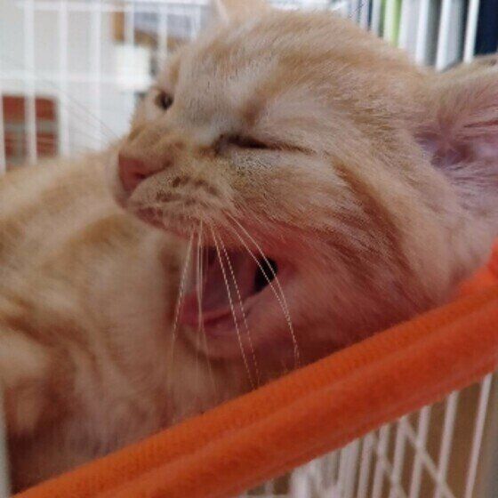 あくびするりんくん（MIX）