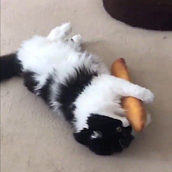 ケリケリが苦手な猫