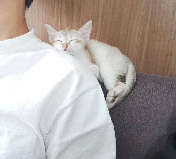 腕をよじ登って眠ってしまったルルちゃん