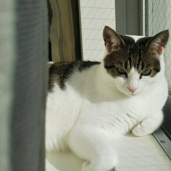 日なたぼっこするレンくん（MIX）