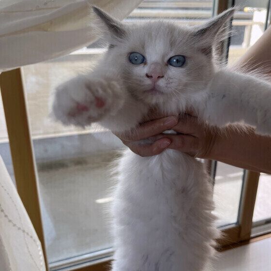 猫パンチをするすいちゃん