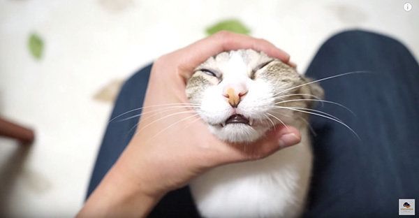 マッサージされる猫