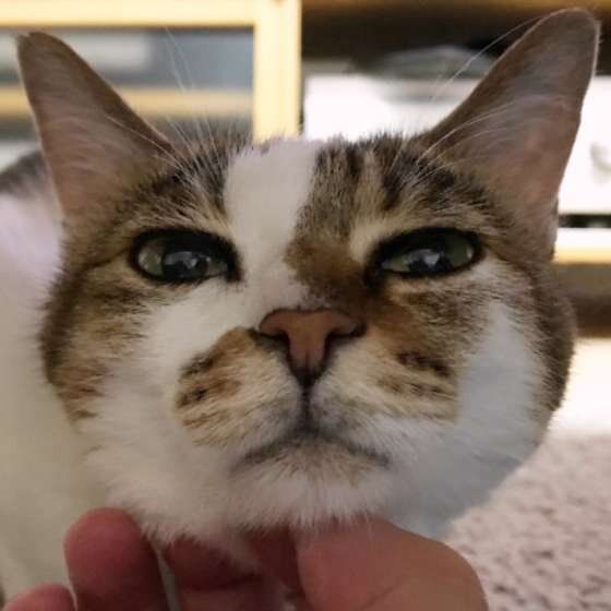 キジトラ ひめちゃん