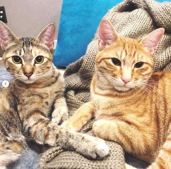 くつろぐ茶々丸くんと子麦ちゃん