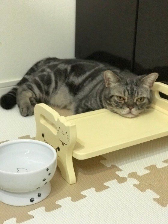 トレーに顔をのせるアメリカンショートヘア