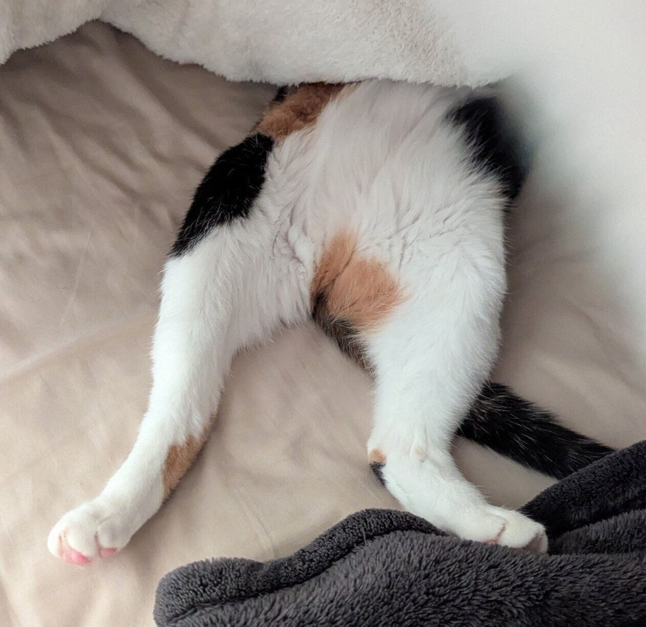 大開脚するちまきさん