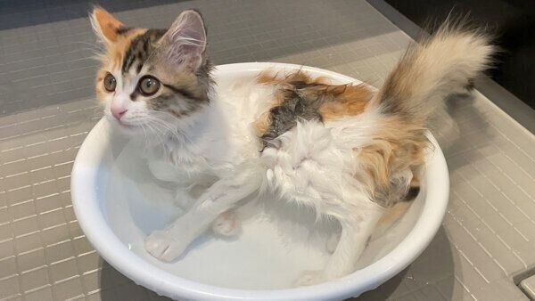 まったりするうなぎちゃん