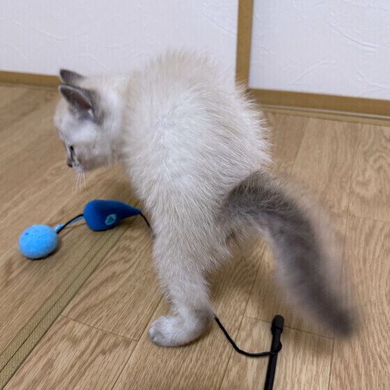 シャムのうずらちゃん♪