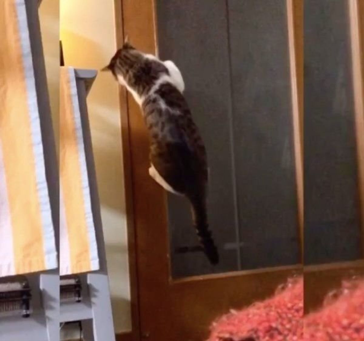 ニャんだこれは 頭が良すぎる猫のテクニック に驚きの声が続出 ねこのきもちweb Magazine ニャんだこれは 頭が良すぎる猫のテクニック に驚きの声が続出 ねこのきもちweb Magazine