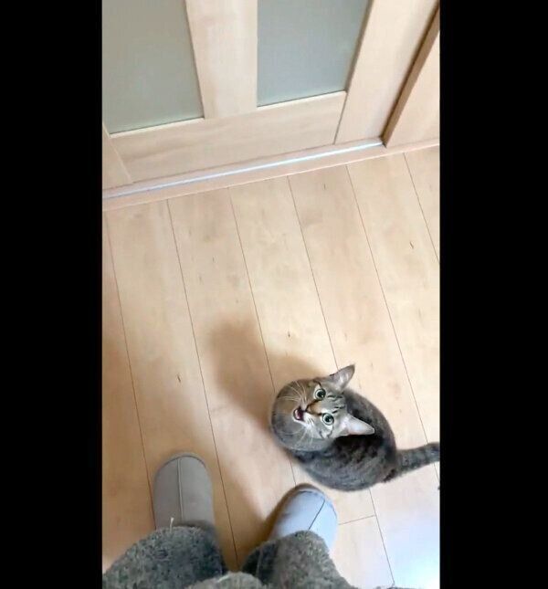 見上げる小豆ちゃん