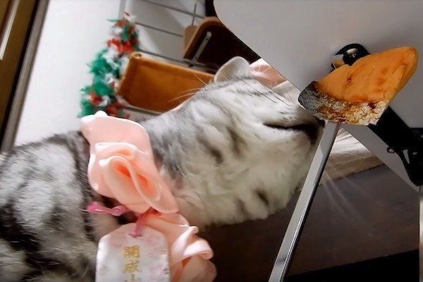 偽物の鮭に翻弄される猫