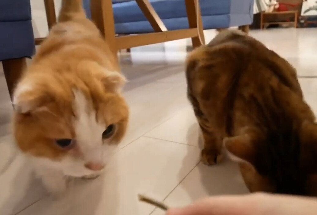 煮干しを食べる猫