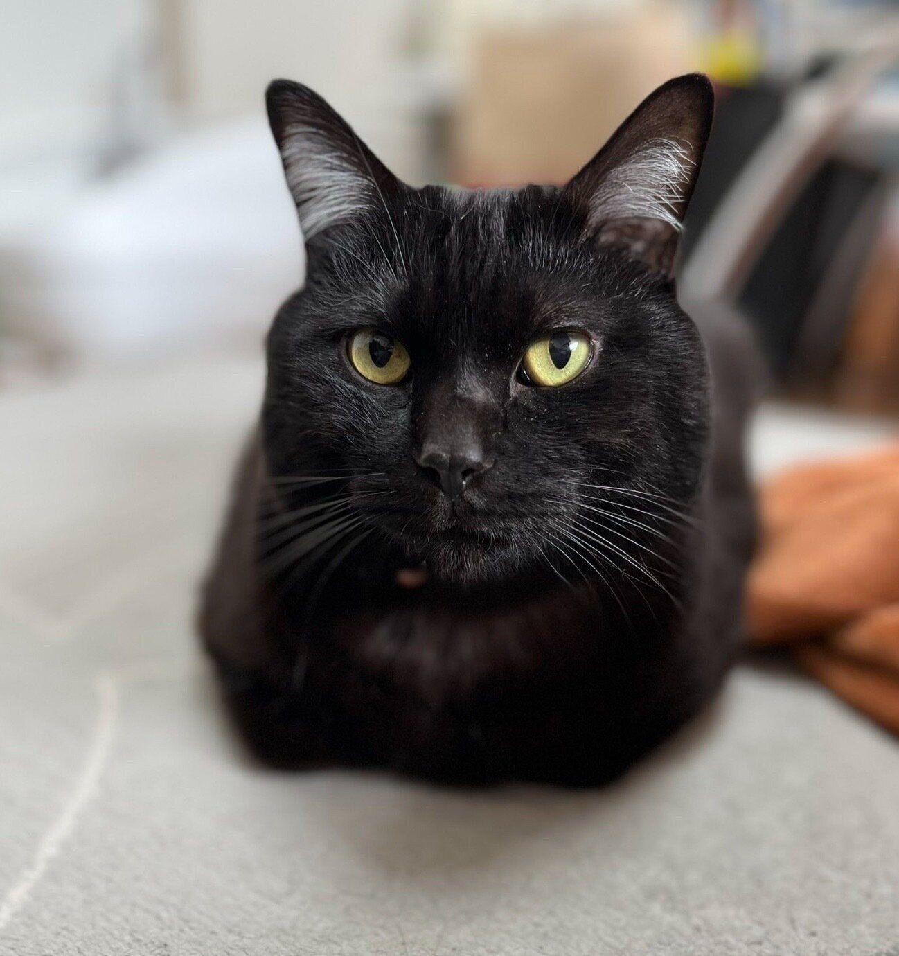 まったりするナッツくん