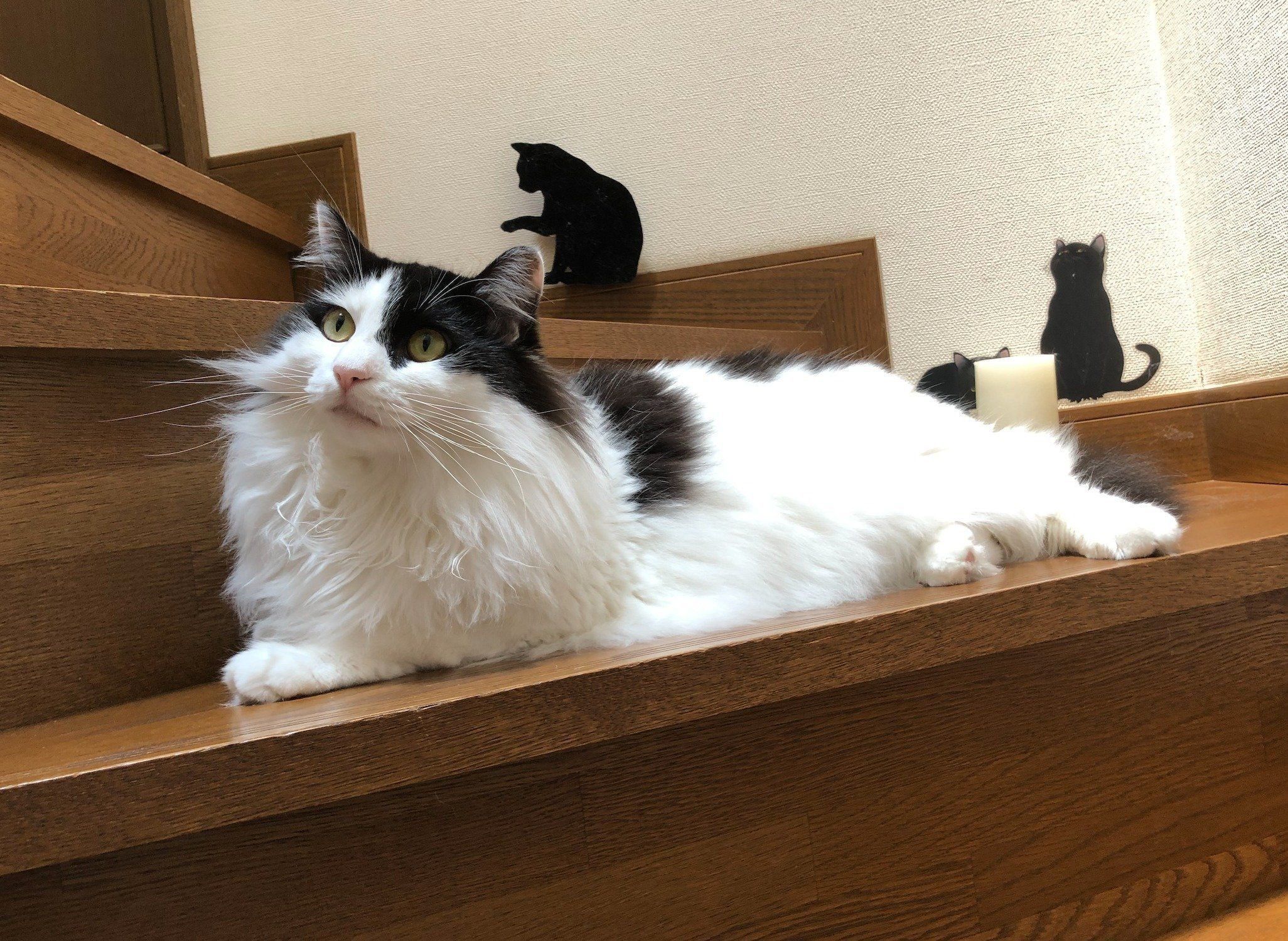 あのレア猫キャラ 村松君とすんぴが登場 猫マスター 響介の新連載スタートします ねこのきもちweb Magazine