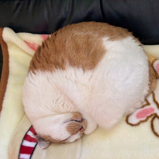 丸まって眠るみみちゃん