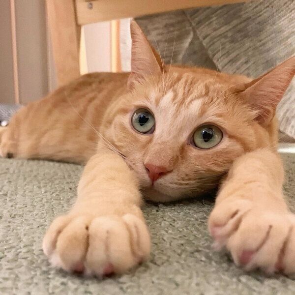 まったりするもいわちゃん