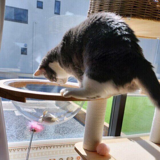 ミヌエットのゆきちくん