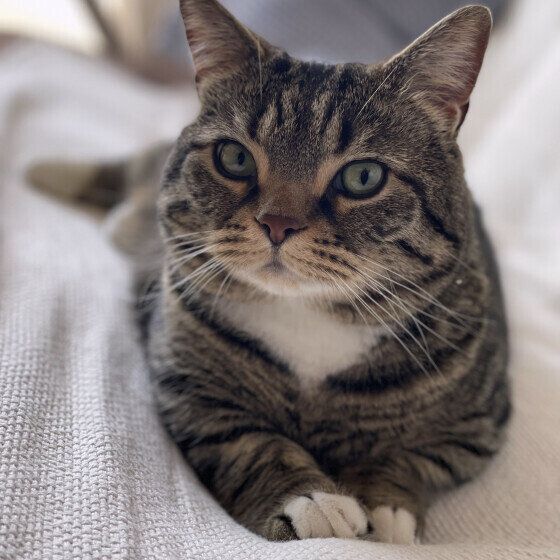 寝転がるつぶくん（マンチカン）