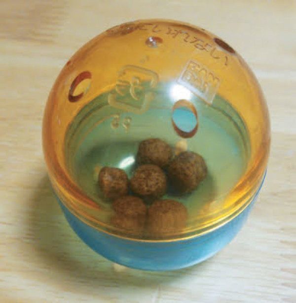 猫の嗜好品のまたたびとは