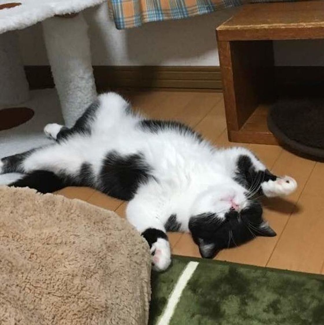診断付き あなたの愛猫は 末っ子 系猫 4つのトリセツをマスターせよ ねこのきもちweb Magazine 診断付き あなたの愛猫は 末っ子 系猫 4つのトリセツをマスターせよ ねこのきもちweb Magazine