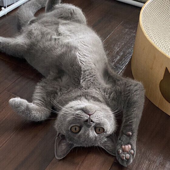 ブリティッシュショートヘアの陽炎くん