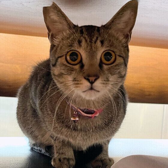 警戒心全開の顔をするおいもくん