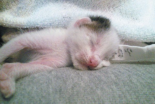 眠る子猫