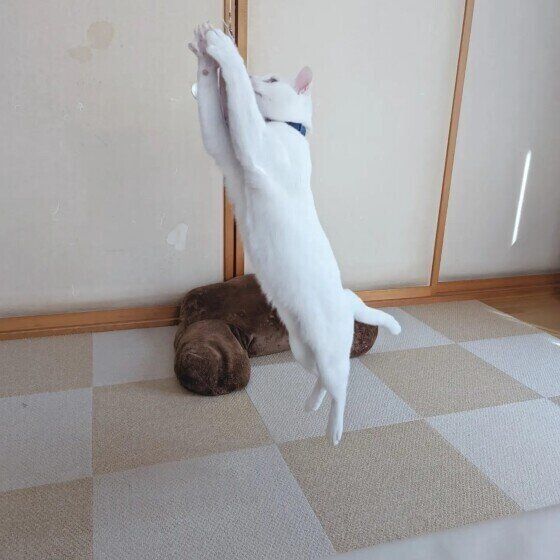 魚のおもちゃをキャッチする白猫