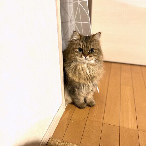 覗き見るぽんじろうくん（サイベリアン）