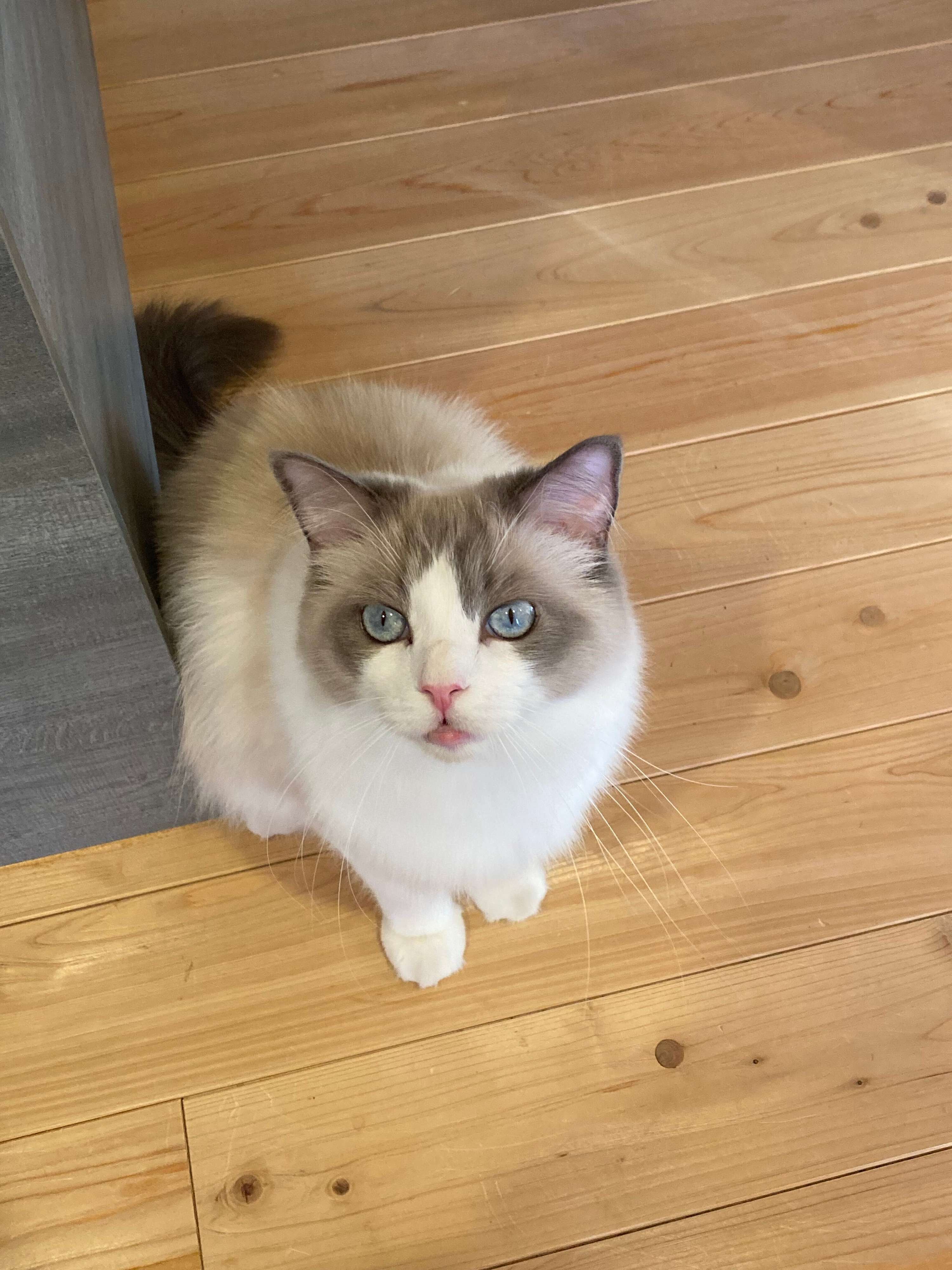 飼い主を見上げるラグドール