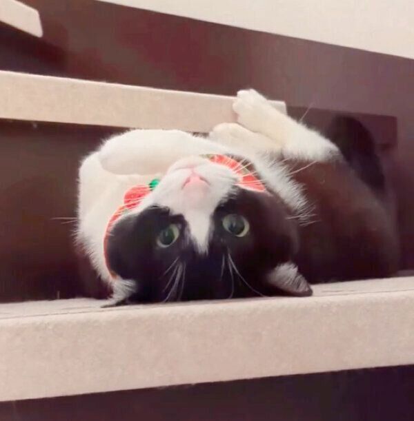 階段をぬるぬると降りるココさん