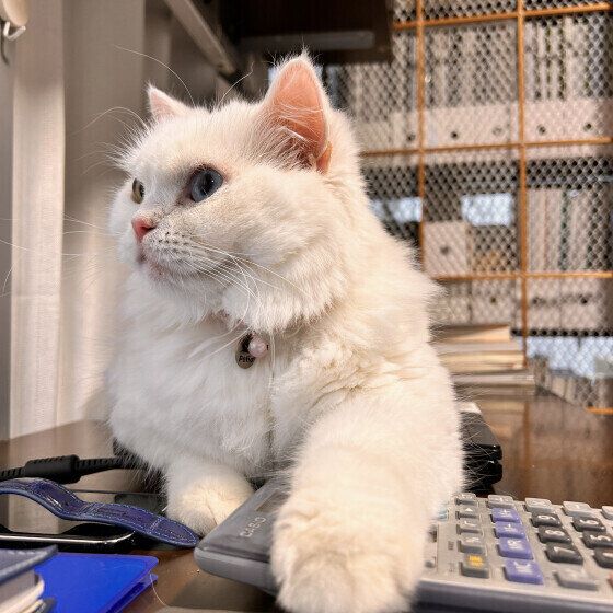 スコティッシュフォールドの まるちゃん