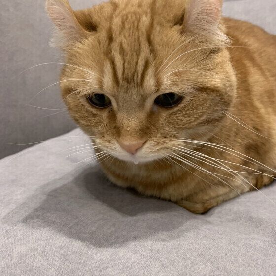 顔に水がついているアメリカンカール