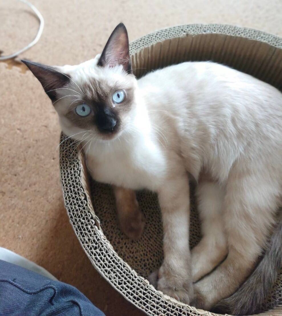 くつろいでいる生後4カ月の子猫