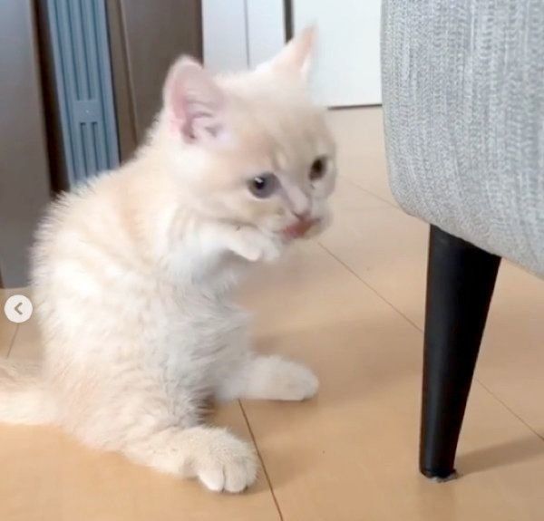 マンチカン立ちするむぎくん