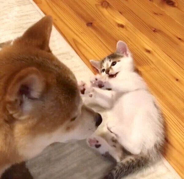 リンタローくんのことが大好きなちくわくん