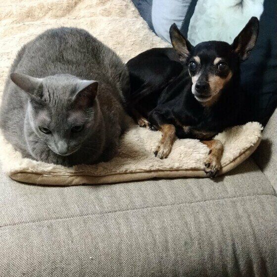 ロシアンブルー